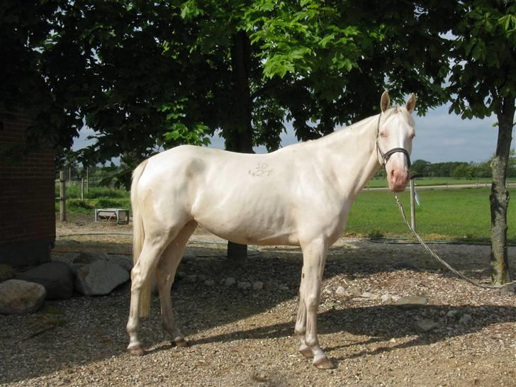 Tjekkisk Varmblod  Hana Kinska billede 2