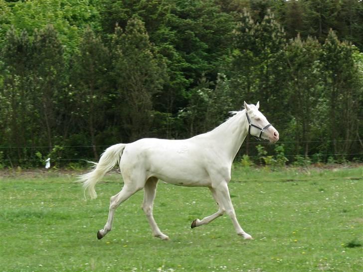 Tjekkisk Varmblod  Hana Kinska billede 5