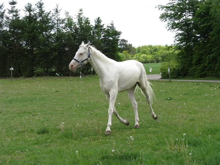 Tjekkisk Varmblod  Hana Kinska billede 6