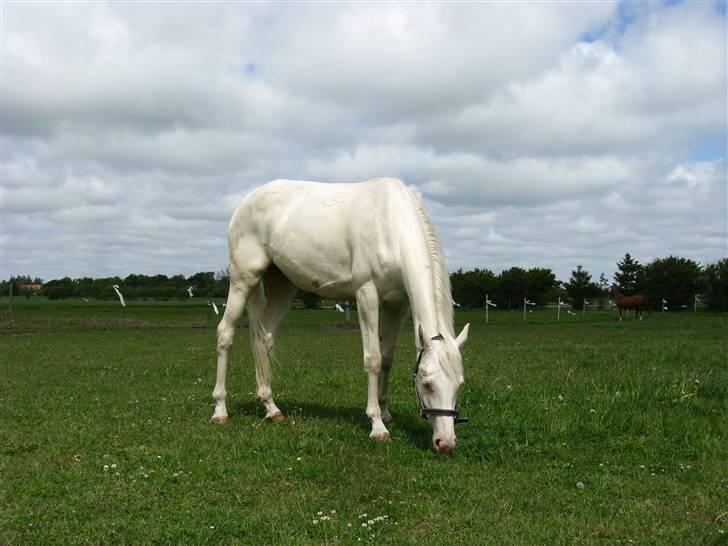 Tjekkisk Varmblod  Hana Kinska billede 7