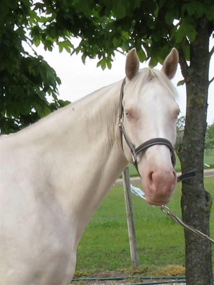 Tjekkisk Varmblod  Hana Kinska billede 4