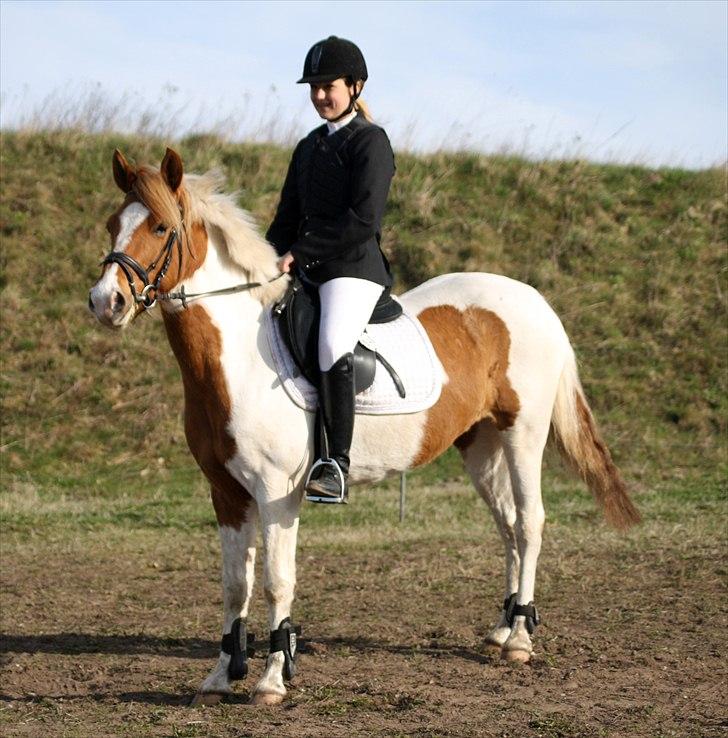 Pinto Amanda -  17/04-2011 :)) foto: Diana Klein :D
- "Kun med hjertet kan man se rigtigt. Det væsentlige er usynligt for øjet" billede 5