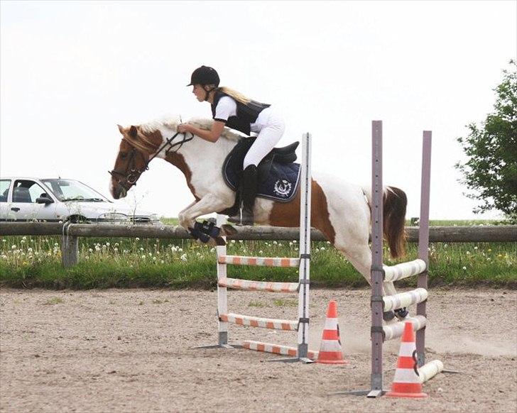 Pinto Amanda - " Viljen til at ville, er evnen til at kunne." Lisa Jørgensen ;-).

- Første LB (1. plads) :D billede 2