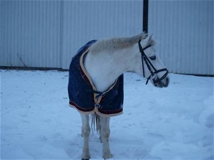 Welsh Pony (sec B) Dundee - (red) solgt! - *8* I LOVE YOU<3 Taget af: Clara. MAN MÅ IKKE KOPIRE MINE BILLEDER!! billede 8