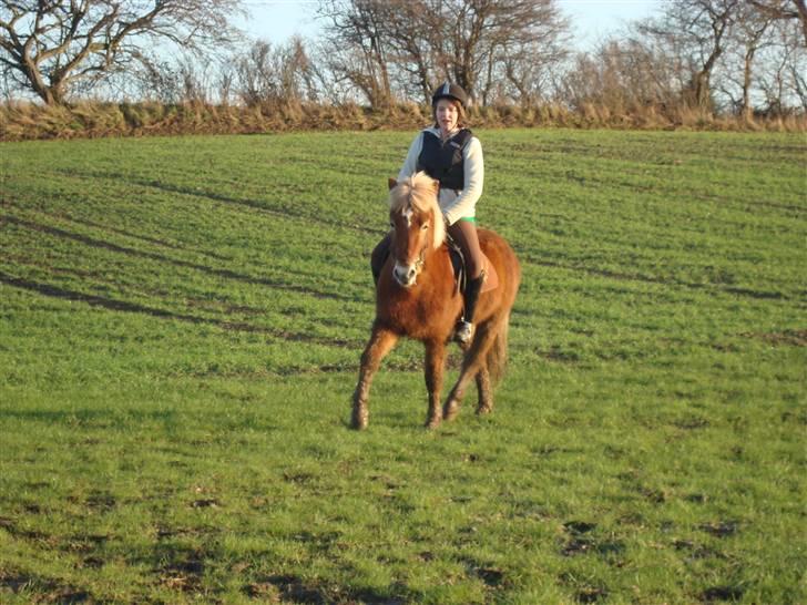 Islænder Glaðnir Fra Sentved - 14* Første gang jeg ser min lille pony ligge ned på folden <3  - Sorry kval, det blev taget med mobil - Photo Mig ;D billede 14