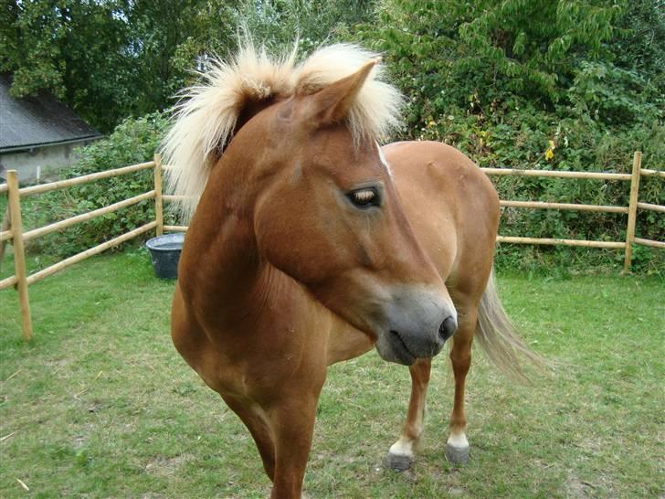 Islænder Glaðnir Fra Sentved - 15* Lige et lille photo på folden derhjemme af skønheden <3 - Photo  Mig ;D billede 15