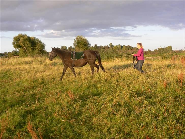Anden særlig race Beauty R.I.P - Beauty og jeg træner i lange liner billede 16