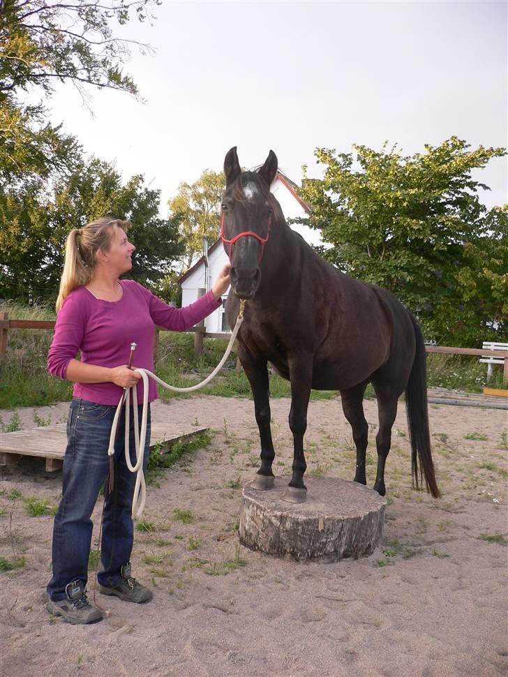 Anden særlig race Beauty R.I.P - Beauty med forbenene oppe på træstub billede 17