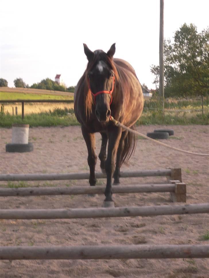 Anden særlig race Beauty R.I.P - Beauty skridter over bomme billede 18