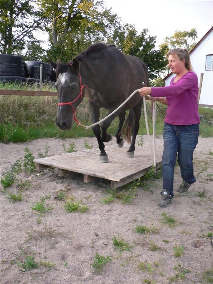 Anden særlig race Beauty R.I.P - Beauty på vej over den vippende bro. Beauty kan ikke lide når den vipper, så springer hun billede 19