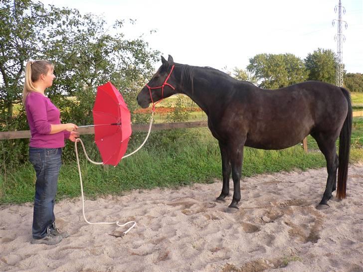 Anden særlig race Beauty R.I.P - Beauty møder den røde paraply billede 1