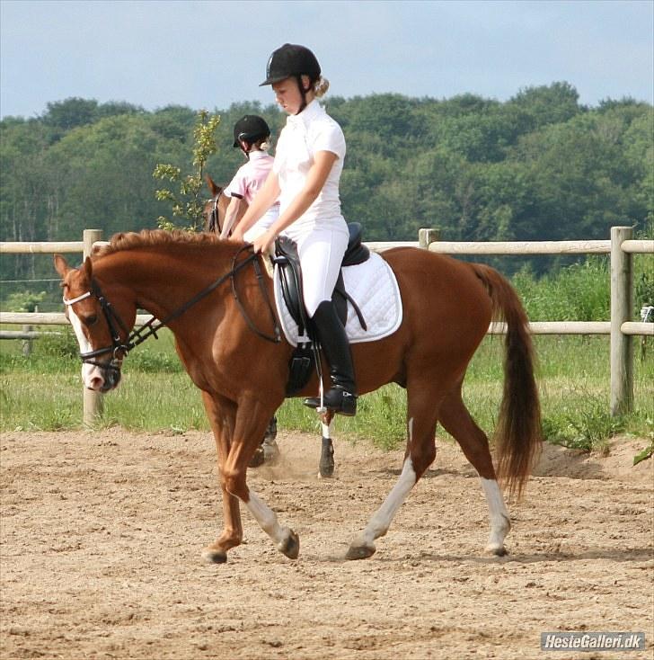 Tysk Sportspony Norano - opvarmning hedensted d. 27/6 foto: mette stelmach :) billede 16