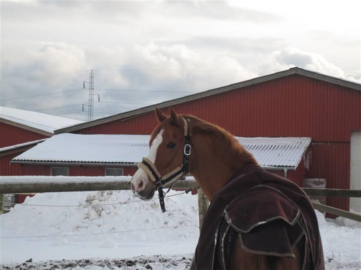 Tysk Sportspony Norano - Drømmeponyen i sneen! :D <3 jeg elsker ham! <3 foto: mig selv(:  - se flere billeder i fotoalbumet :) billede 17