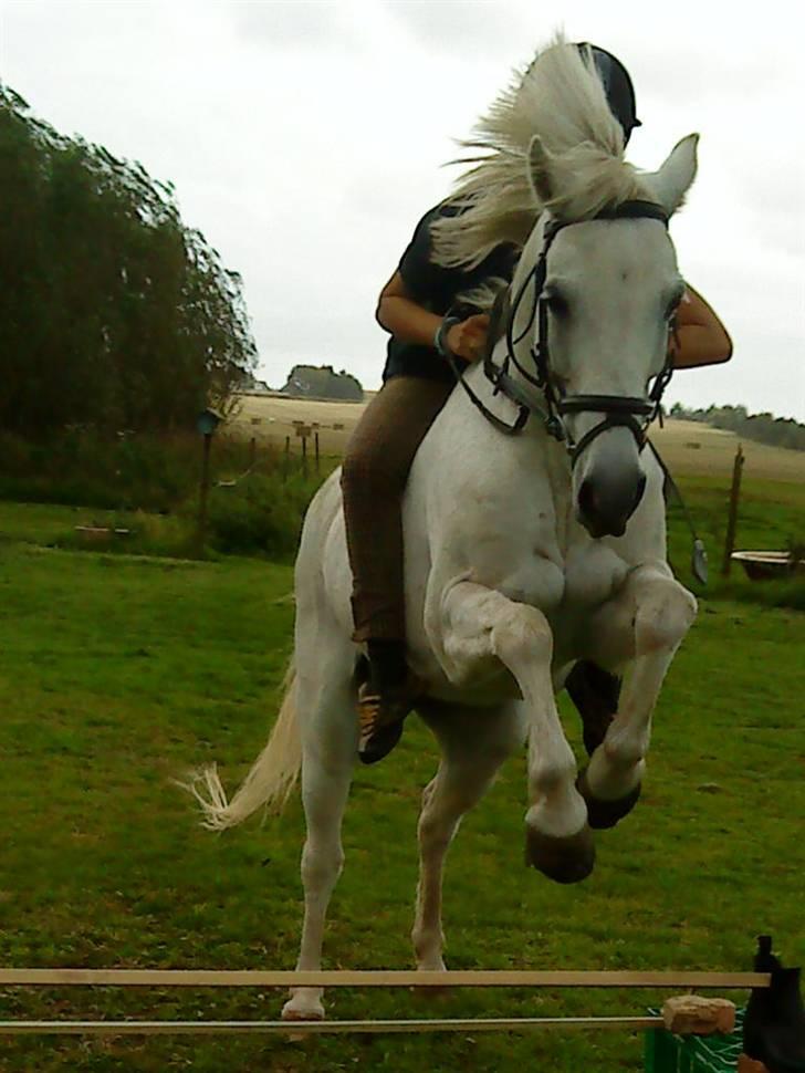 Anden særlig race cavalir(solgt) billede 7