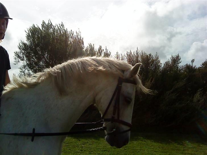 Anden særlig race cavalir(solgt) - så smuk han er når han endelig går til biddet billede 8