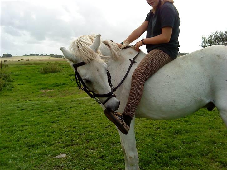 Anden særlig race cavalir(solgt) billede 9