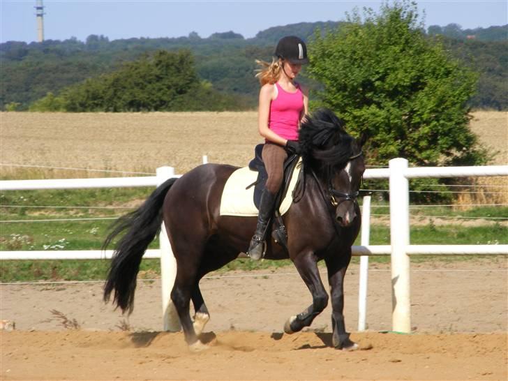 Welsh Cob (sec D) Paolo billede 3