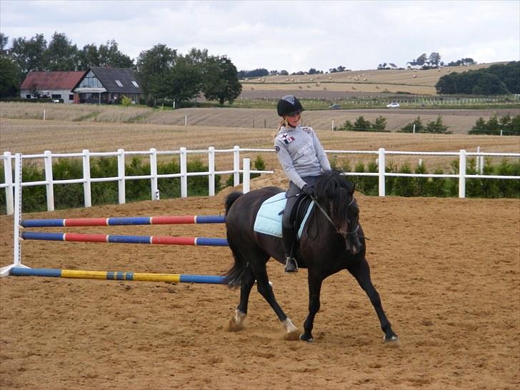 Welsh Cob (sec D) Paolo billede 1