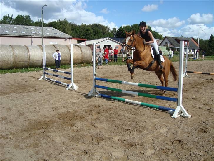 Anden særlig race Comet - († 27.1.11) - Springe kan den lille fyr også :0) billede 12