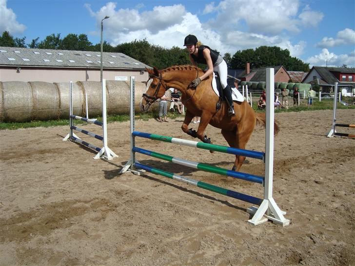 Anden særlig race Comet - († 27.1.11) - Han sluttede på 80 cm - flot, når man ikke har været sprunget i 4 år! billede 14