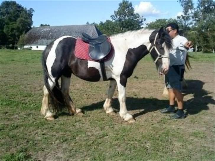 Irish Cob Romanys Cailin - Her har Cailin sadel på for første gang. (Det er min far som holder hende) billede 12