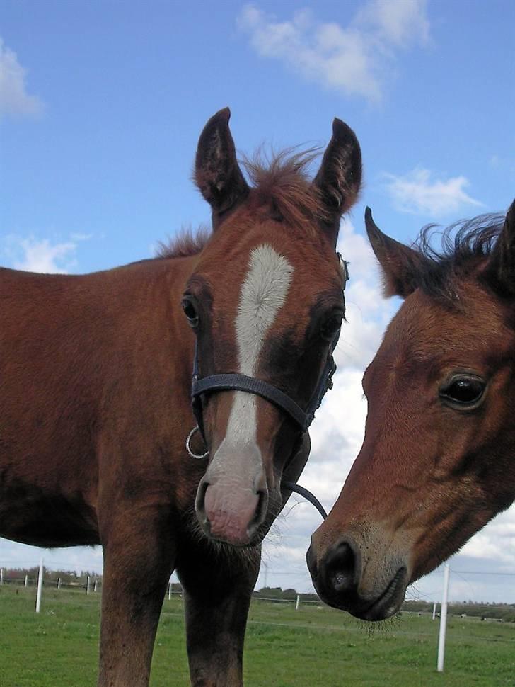 Arabisk fuldblod (OX) FE Goldie Symfoni - HEY:O) billede 11