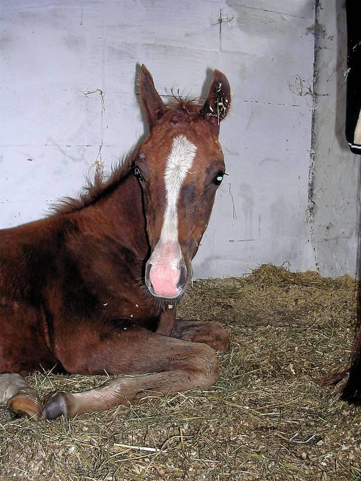 Arabisk fuldblod (OX) FE Goldie Symfoni - årh, det er livet...;=) billede 12