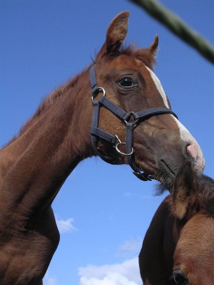 Arabisk fuldblod (OX) FE Goldie Symfoni - ...er jeg ikke bare dejlig;=) billede 14