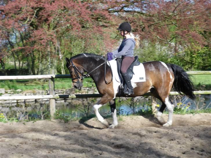 Anden særlig race Zahro -min gamle helpart billede 13