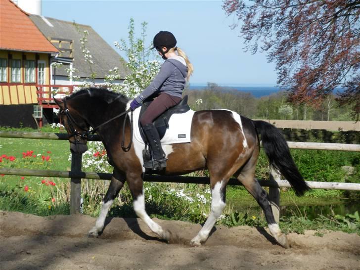 Anden særlig race Zahro -min gamle helpart billede 15