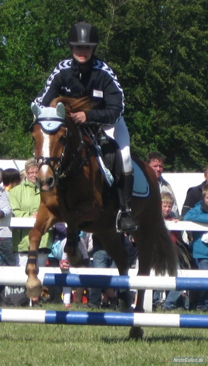 Anden særlig race Hubertus gammel passer - Hubertus og jeg på dyrskue :) billede 13