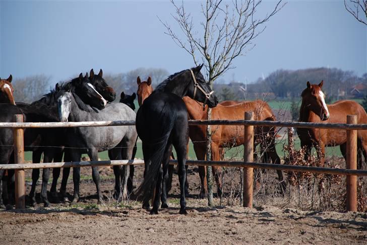 Dansk Varmblod Højbo' Mandalay BRDH billede 8