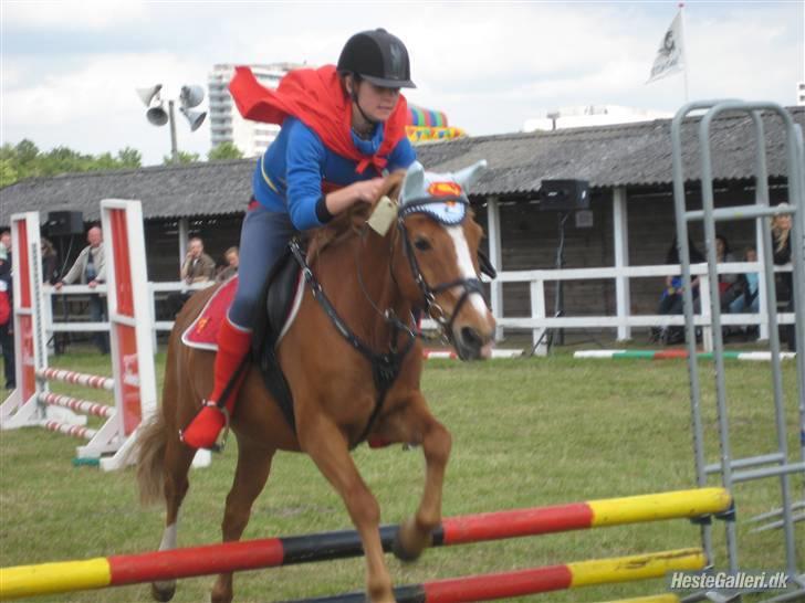 Anden særlig race Hubertus gammel passer - Super Hube ! :)  billede 15
