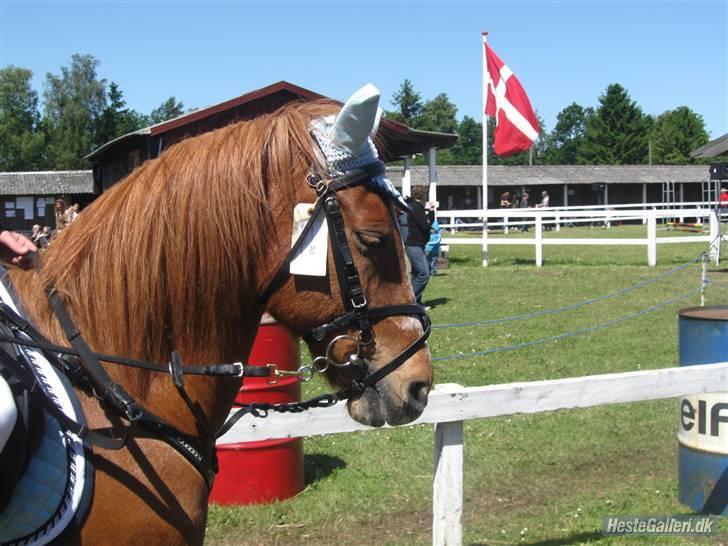 Anden særlig race Hubertus gammel passer billede 17