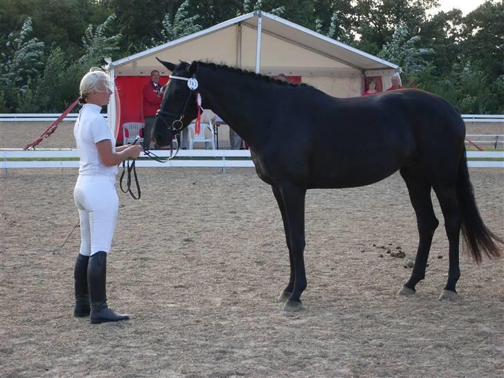 Dansk Varmblod Højbo' Mandalay BRDH - Mandalay har lige fået tildelt hendes roset for bestået rideprøve og kåring i RDH billede 11