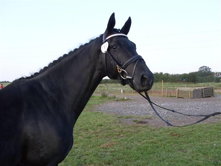 Dansk Varmblod Højbo' Mandalay BRDH - Potræt billed efter en meget tilfredsstillende kåring i Reg. 7 billede 12