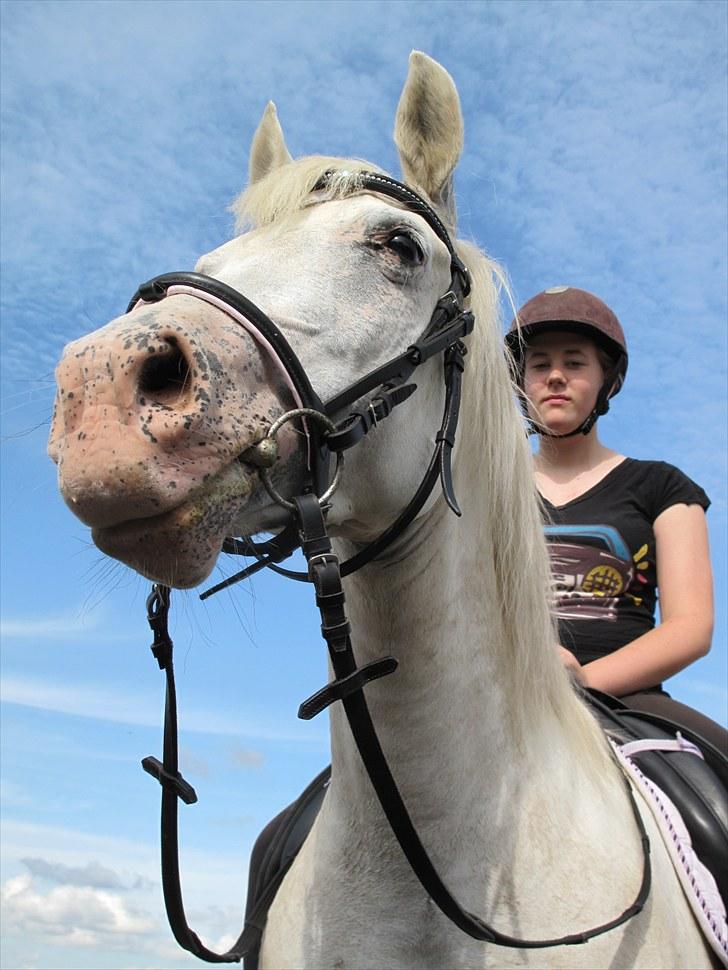 Tysk Sportspony †Anuschka† :'( MIT ALT ! - vi skal være sammen for evigt, aldrig ville jeg kunne være uden dig, hvis jeg tænker på en verden uden dig, får det mig til at græde med det samme. Jeg elsker dig!  billede 3