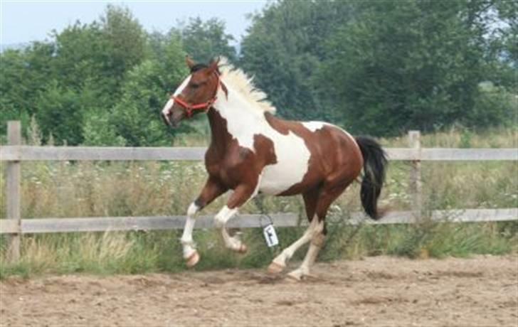 Pinto Cantabella Klejs billede 19