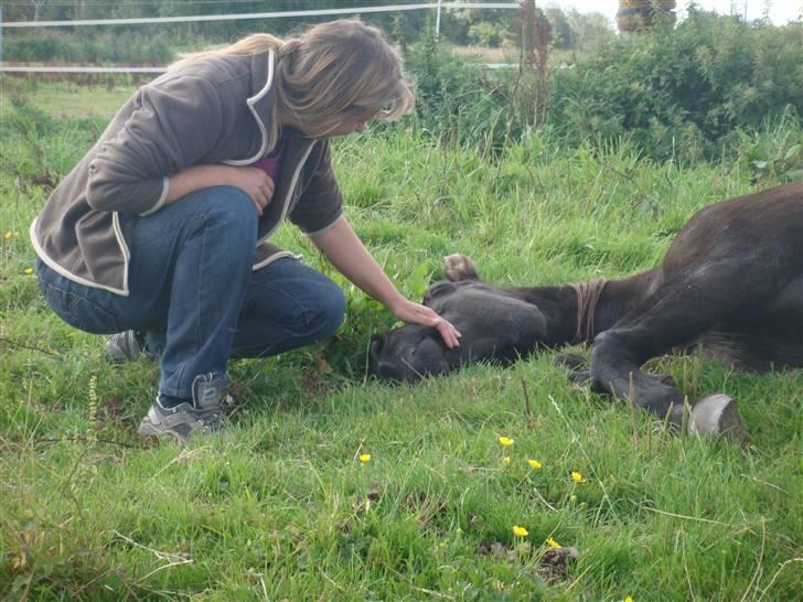 Anden særlig race Beauty R.I.P - Beauty syntes, at det var dejligt at blive kælet for, mens hun sov. billede 20