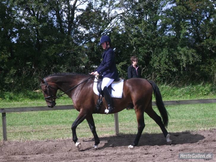 Anden særlig race Easy Go (Sofus) billede 13