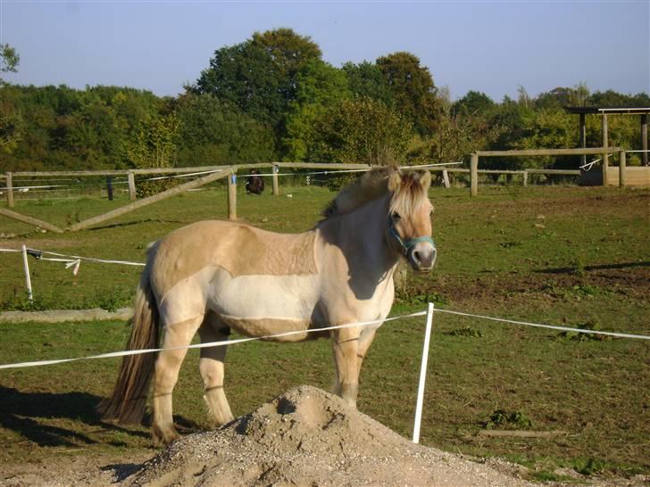 Fjordhest Ebbetorns Fjuri |SOLGT| billede 15