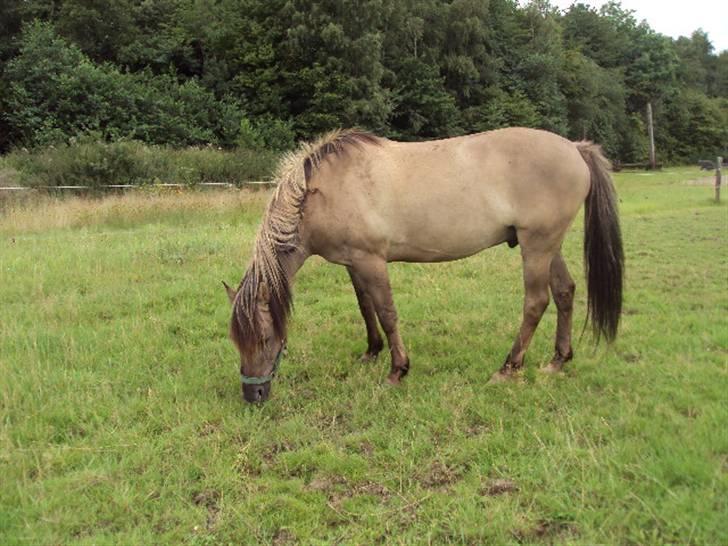 Anden særlig race Hannibal ( tidl. part) billede 6