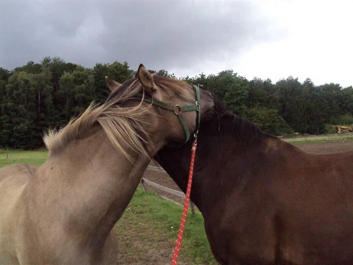 Anden særlig race Hannibal ( tidl. part) - Det er dejligt med en ven som felix. billede 7