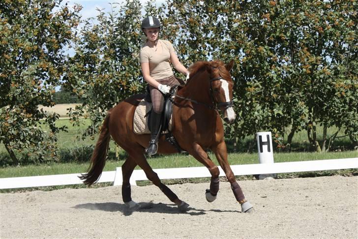 Anden særlig race Gari - træning, sommer 2009 billede 7