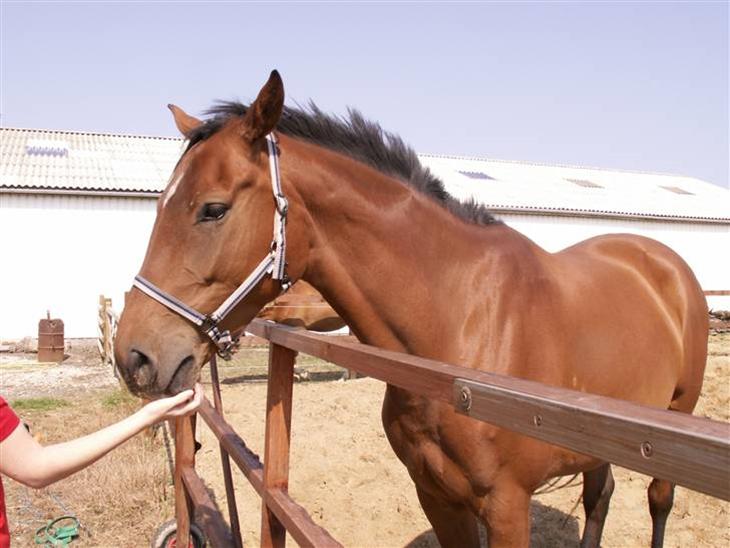 {{currentPhoto.altText}} billede {{currentPhoto.number}}