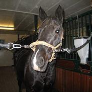 Anden særlig race Snip - solgt