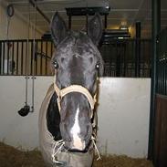 Anden særlig race Snip - solgt