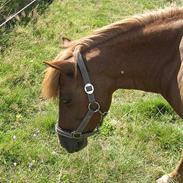 Anden særlig race Bjanka