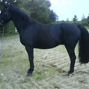 Oldenborg Zodiac [Bassemand]