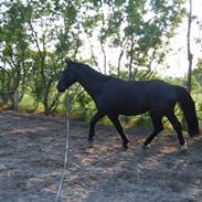 Oldenborg Zodiac [Bassemand]